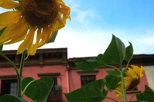 sunflowers_Horatio_Street.jpg