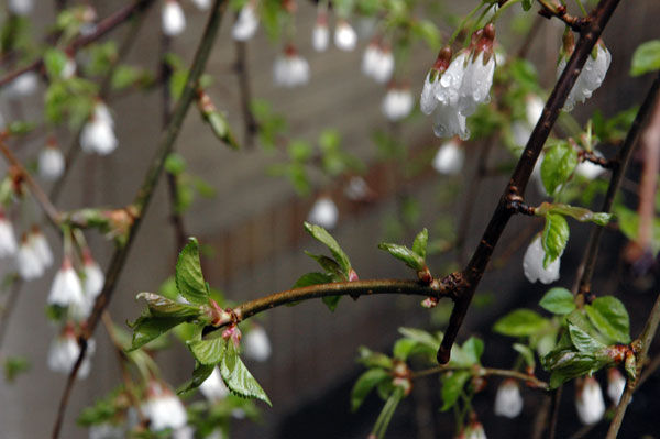 weeping_cherry_blossoms.jpg
