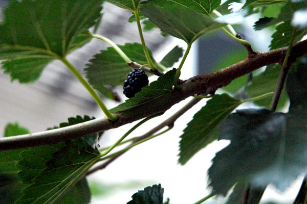Mulberry_Tree_Bushwick.jpg