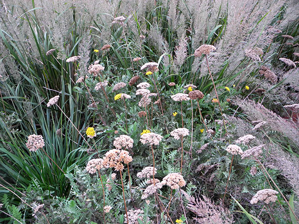 High_Line_wild.jpg