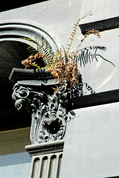 Savannah_acanthus.jpg
