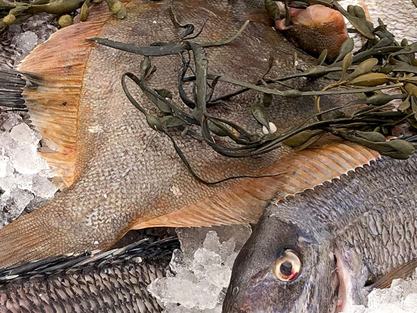 bass_flounder.jpg