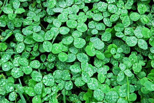 clover_Fulton_Park.jpg