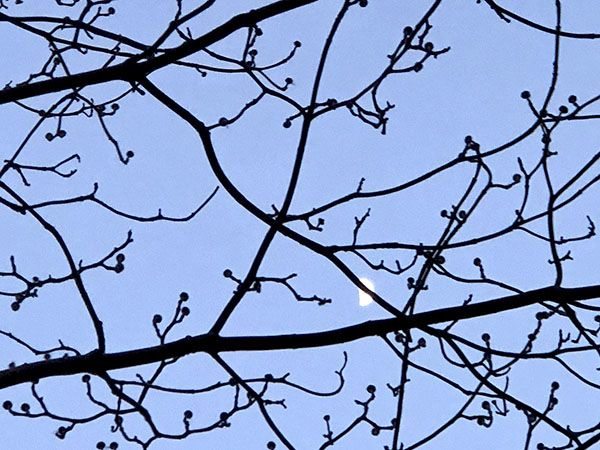 dogwood_moon.jpg
