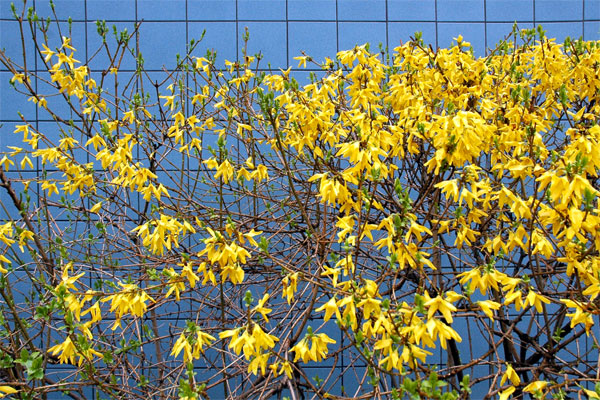 forsythia.jpg