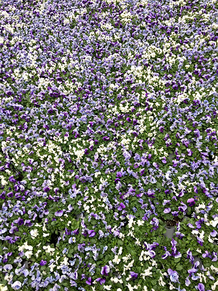 pansies_lower_Broadway.jpg