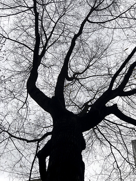 tree_disrobed.jpg