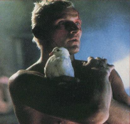 Batty_Roy_dove.jpg