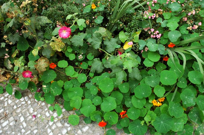 Berlinsidewalkgarden.jpg