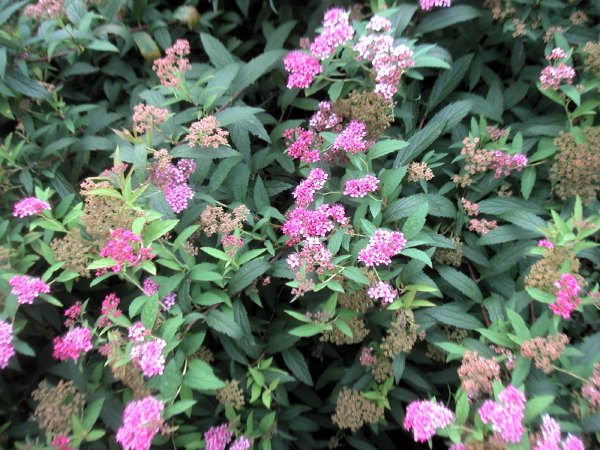 Coscoflowers.jpg