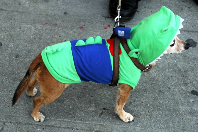 Crocdog.jpg