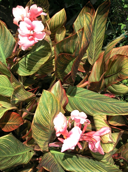 GettyCannas.JPG