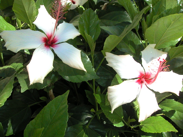 Gettyhibiscus.JPG