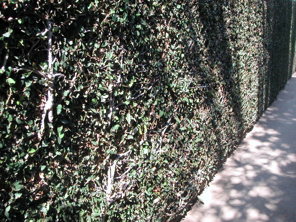 Schindlerhedge.JPG