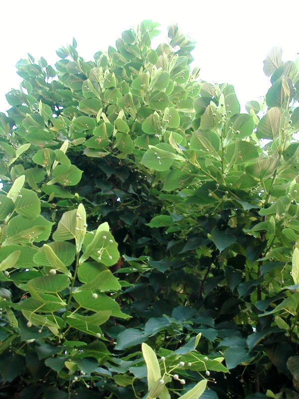 Wburgtree.JPG