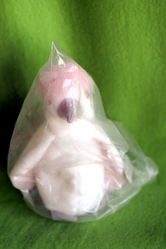 allenmeredithcockatoo.jpeg