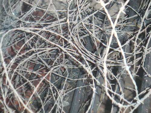 barbedwire.jpg
