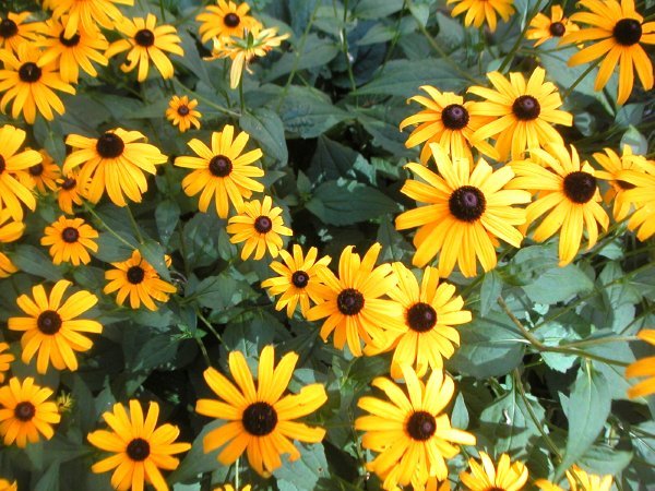 brown-eyedsusans.jpg