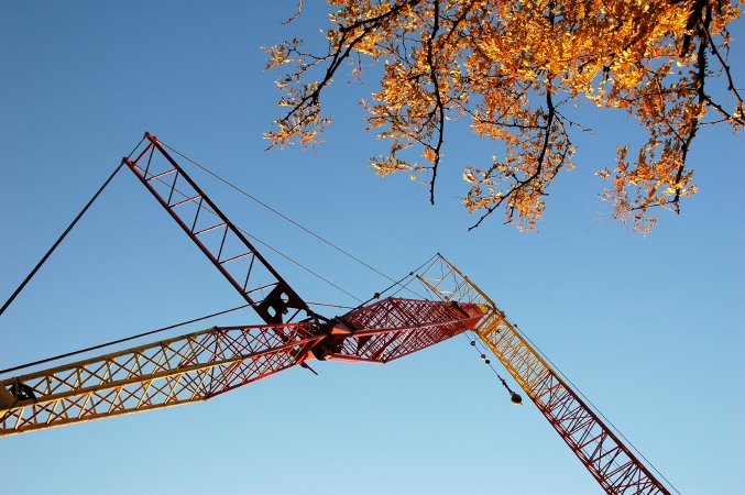 craneandtree.jpg