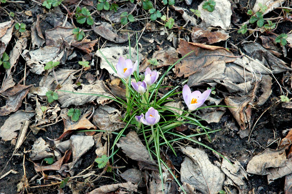 crocus_2008.jpg