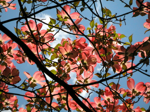 dogwoodpink.JPG