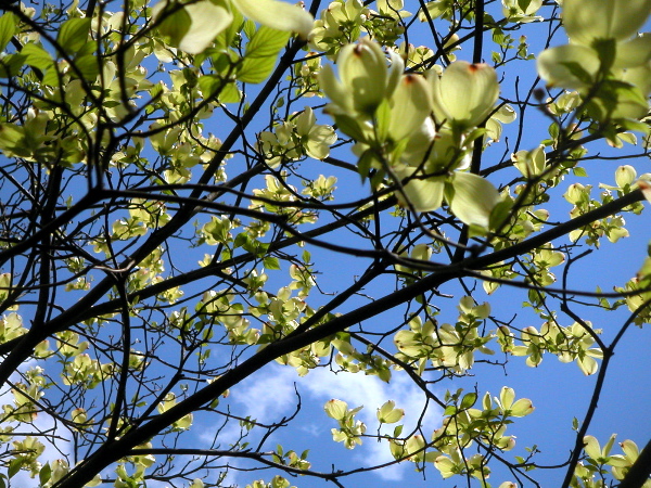 dogwoodwhite.JPG