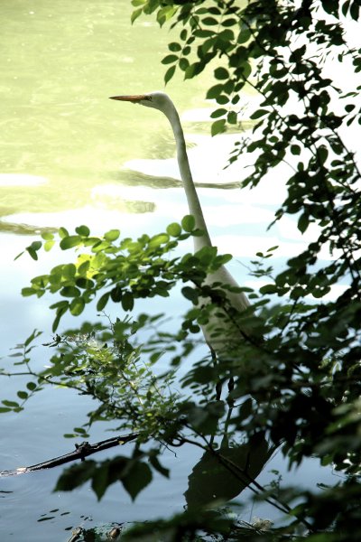egret1.jpg