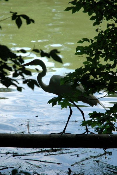 egret2.jpg