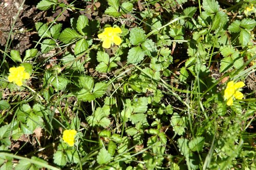 fouryellowstrawberryblossoms.jpg
