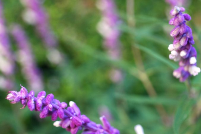 gardenSalviaLeucantha.jpg