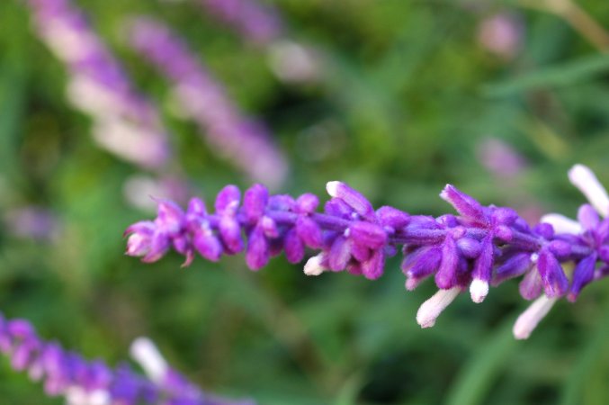 gardenSalviaLeucantha2.jpg