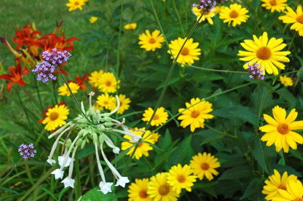 garden_one.jpg