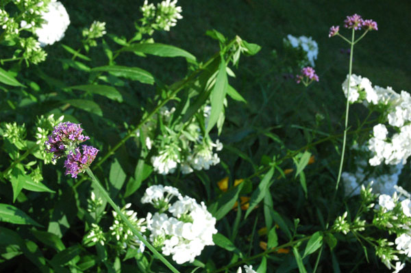 garden_three.jpg