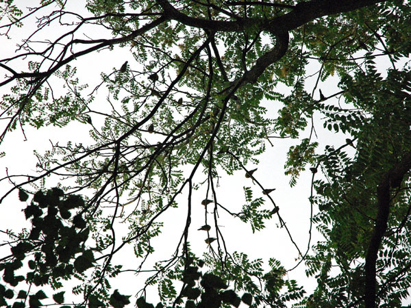 garden_tree_cover.jpg