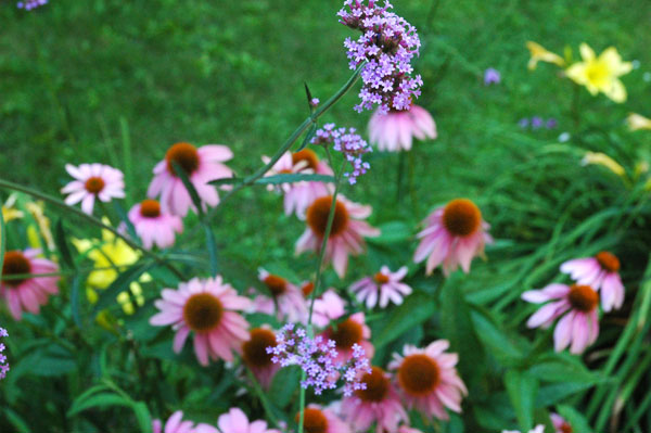 garden_two.jpg