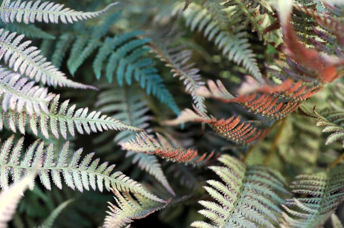 gardenferns.jpg