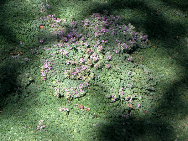 gettygroundcoverbee.JPG