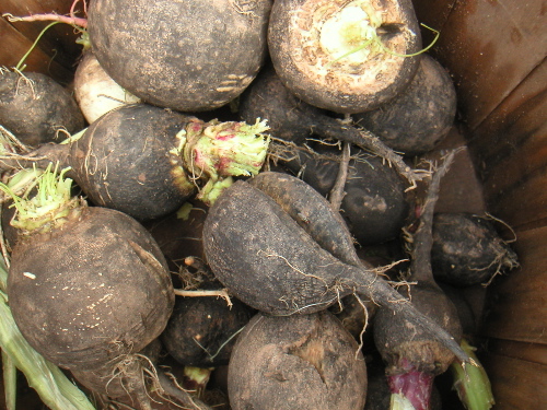 greenmarketblkradish.jpg