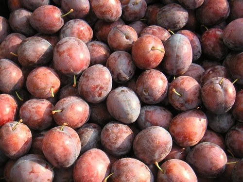 greenmarketplums.JPG