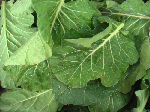 grnmktcollards.jpg
