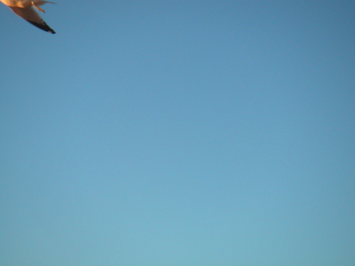 gull.jpg