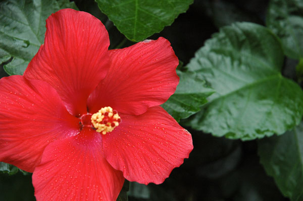 hibiscus_red.jpg