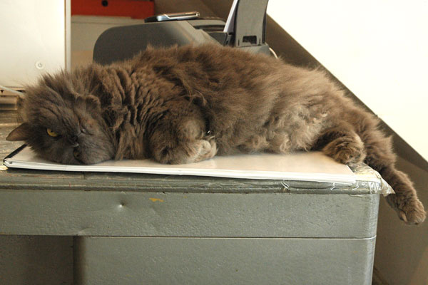hot_cat.jpg