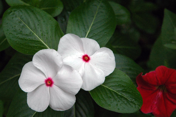 impatiens_white-crimson.jpg