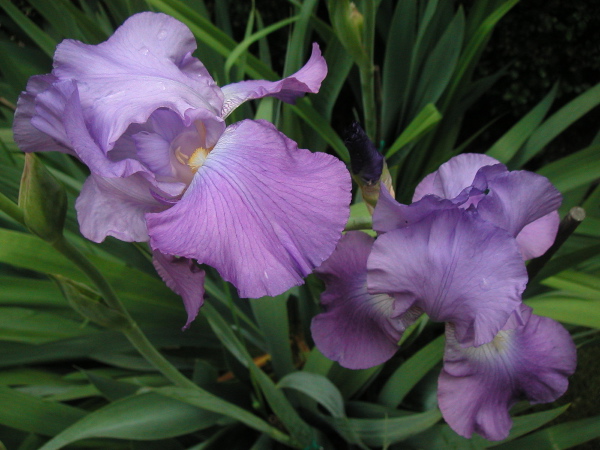 iris.JPG