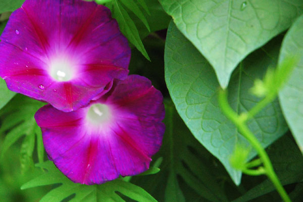 morning_glories_purple.jpg