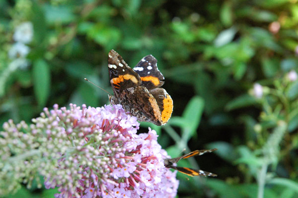 moths_flower_district.jpg