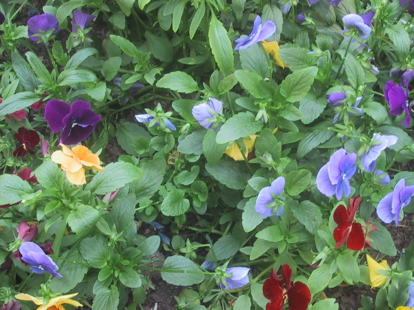 pansies.JPG