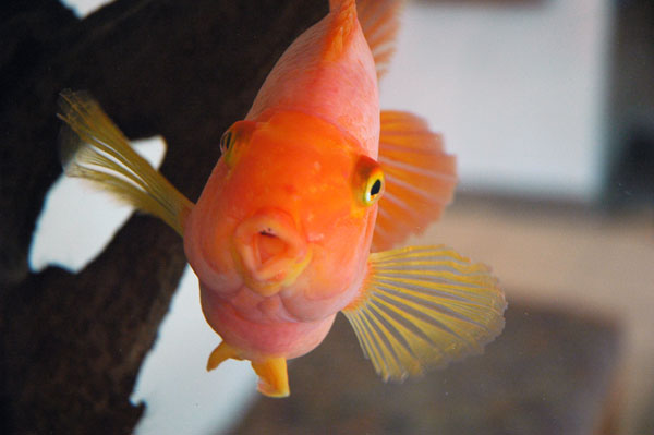 parrot_fish.jpg