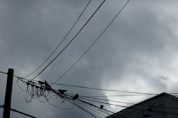 pigeonsonlines.jpg